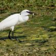 Aigrette garzette avec un poisson